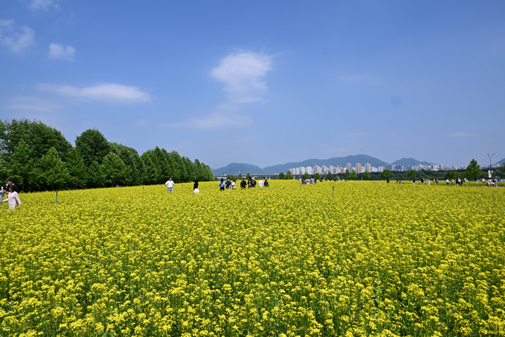 구리 유채꽃 예술제 축체장에 조성된 유채꽃 단지. (사진=구리시 제공)  *재판매 및 DB 금지