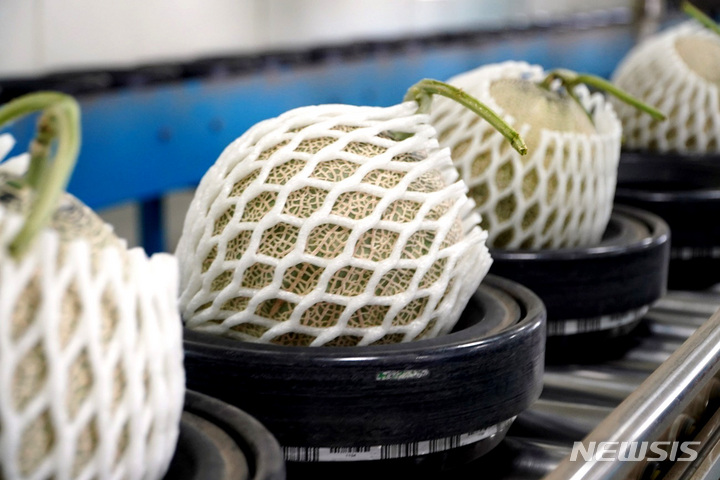 [나주=뉴시스] 특화작목 '세지 세론이 멜론' 선별 출하라인