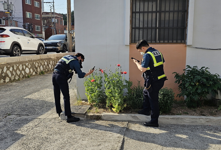 [울산=뉴시스]안정섭 기자 = 지난 17일 울산 남구의 한 아파트 화단에서 마약 양귀비가 발견된 가운데 신고를 받고 출동한 경찰관들이 꽃을 살펴보고 있다. 2023.05.18. yohan@newsis.com *재판매 및 DB 금지