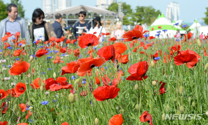 [울산=뉴시스] 배병수 기자 = 태화강 국가정원 봄꽃축제가 20일 울산 중구 태화강 국가정원 왕버들마당 인근에서 열리고 있다. 2023.05.20. bbs@newsis.com