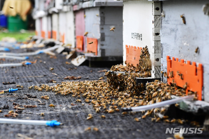 [남해=뉴시스] 차용현 기자 = 벌통 주위로 꿀벌들이 분주히 움직이고 있다. 2023.05.22. con@newsis.com
