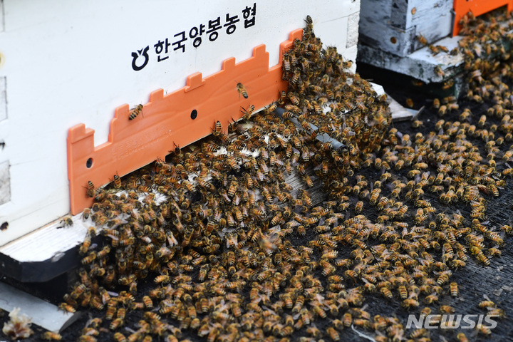 [남해=뉴시스] 차용현 기자 = 22일 오전 경남 남해군 서면 인근 산기슭에 놓여진 벌통 주위로 꿀벌들이 분주히 움직이고 있다. 2023.05.22. con@newsis.com