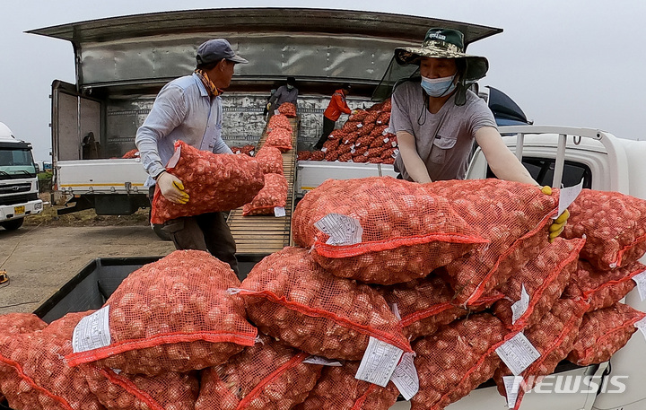 [서귀포=뉴시스] 우장호 기자 = 22일 오전 제주 서귀포시 대정읍 대정농협유통센터에서 제주지역 올해 첫 마늘 수매가 이뤄지고 있다. 2023.05.22. woo1223@newsis.com