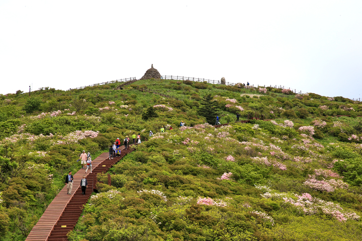 [구레=뉴시스] 김석훈 기자 = 해발 1507m의 지라산 노고단 정상부에 분홍빛 철쭉이 활짝 피어 있다. (사진=구례군 제공) 2023.05.24. photo@newsis.com *재판매 및 DB 금지