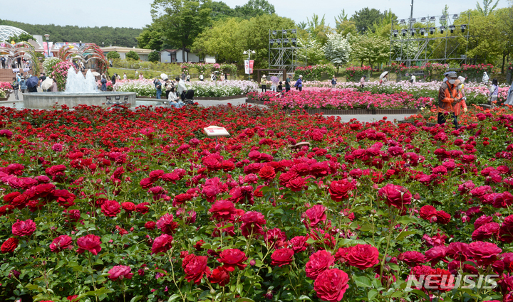 [울산=뉴시스] 배병수 기자 = ‘제15회 울산대공원 장미축제’가 24일 울산 남구 대공원 장미원 및 남문광장 일원에서 ‘러브스토리 인 울산’을 주제로 개막하였다. 장미원을 찾은 많은 시민들과 관광객들이 300만송이 장미향 가득한 장미꽃길을 거닐고 있다. 2023.05.24. bbs@newsis.com