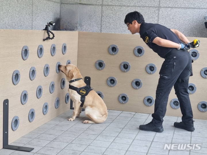 [의정부=뉴시스] 김도희 기자 = 24일 오전 10시 경기북부경찰청 별관2층 훈련장에서 과학수사대 소속 마약탐지견 '소리'가 핸들러 최영진 경위와 인지판 구멍에 있는 마약이 묻은 솜을 찾고 있다. 2023.05.24. kdh@newsis.com