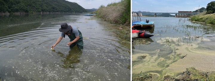[부산=뉴시스] 낙동강 합천창녕보, 창녕함안보에서 발견된 녹조띠 (사진=낙동강네트워크 제공) *재판매 및 DB 금지