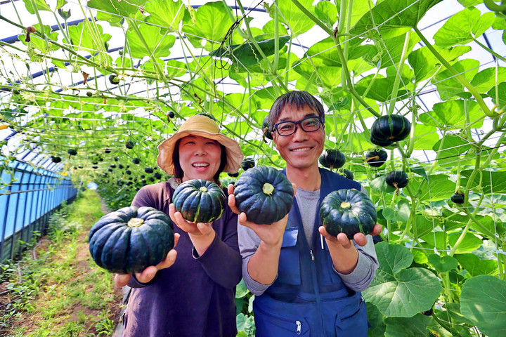 [해남=뉴시스] 미니밤호박 수확(옥천면 강홍신·김순영 농가). *재판매 및 DB 금지