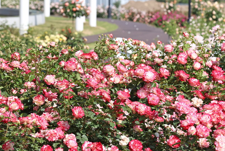 임실치즈테마파크 내 사계절장미원에 꽃망울을 터뜨리고 있는 장미. *재판매 및 DB 금지