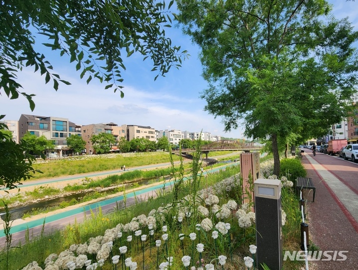 경기 남양주시 별내동 카페거리 앞 누릅나무들이 늘어서 있는 모습. 2023.04.26. jungxgold@newsis.com.