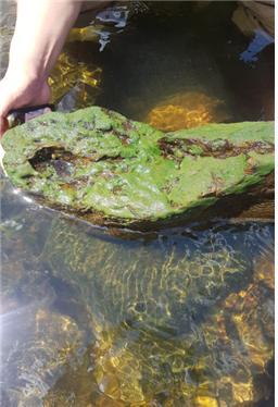 [서울=뉴시스] 민물해면. (사진=국립낙동강생물자원관 제공) 2023.05.28. photo@newsis.com *재판매 및 DB 금지