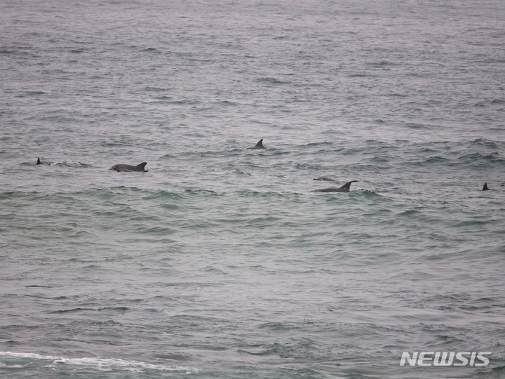 [제주=뉴시스] 오영재 기자 = 28일 오후 제주 서귀포시 범섬 앞바다에서 남방큰돌고래 무리가 유영하고 있다. 2023.05.28. oyj4343@newsis.com&nbsp; 