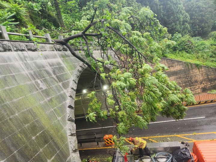 [전주=뉴시스]최정규 기자 = 밤새 내린 비로 전북 전주진북터널에 위치한 나무가 쓰러졌다. (전북소방본부제공) *재판매 및 DB 금지