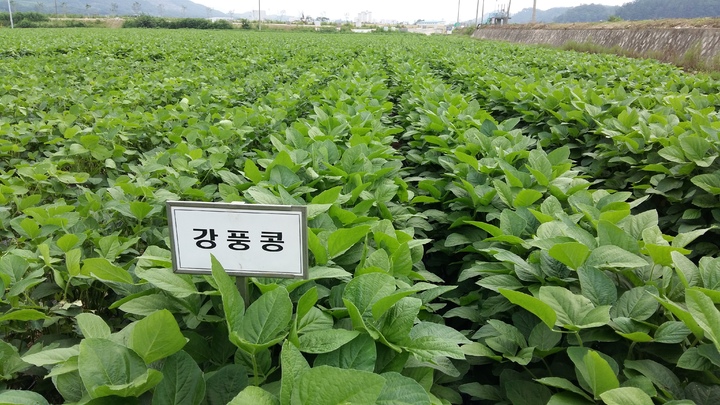 강풍콩(사진=경기도농업기술원 제공) *재판매 및 DB 금지