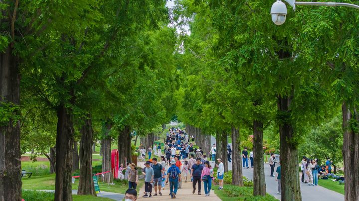 순천정원박람회장 메타세쿼이아길 *재판매 및 DB 금지