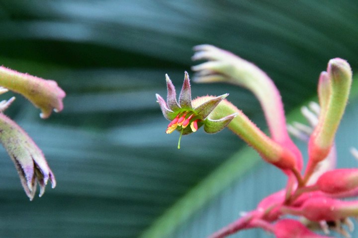[완도=뉴시스] 호주가 원산으로 캥거루 발톱을 닮은 아열대식물 캥거루포우. (사진=전남완도수목원 제공) *재판매 및 DB 금지