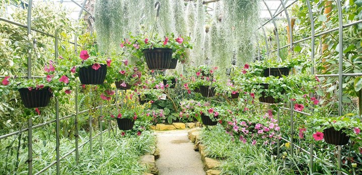 [완도=뉴시스] 601종의 다양한 아열대식물이 열대 우림에 있는 듯한 착각을 불러일으키는 전남완도수목원 아열대 온실 내부 모습. (사진=전남완도수목원 제공) *재판매 및 DB 금지