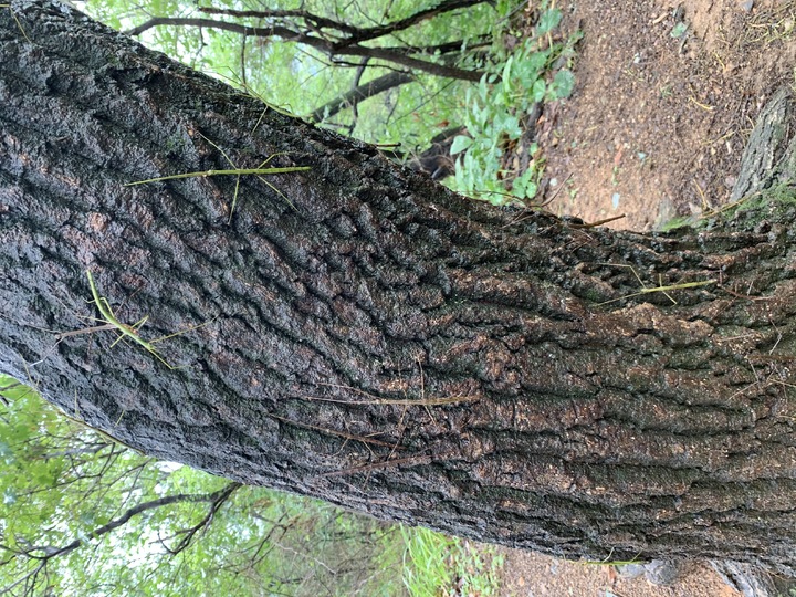 [진주=뉴시스] 산림 해충인 대벌레 성충. (사진=뉴시스 DB) 2023.05.30. photo@newsis.com *재판매 및 DB 금지