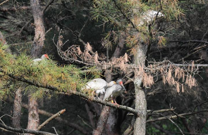 부모 우포따오기와 새끼 우포따오기가 나무에 앉아 있다 *재판매 및 DB 금지