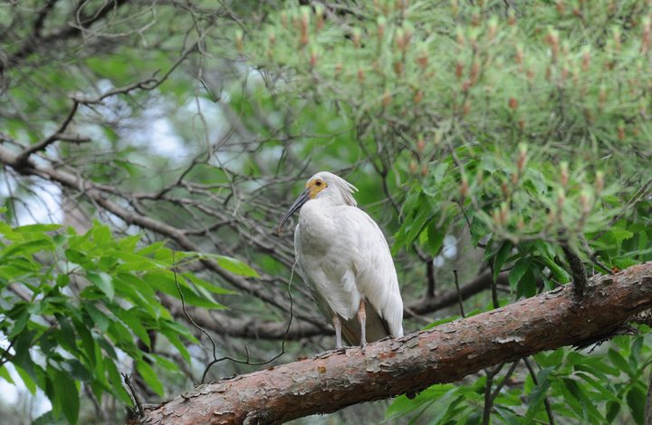 이소에 성공한 새끼 우포따오기 *재판매 및 DB 금지