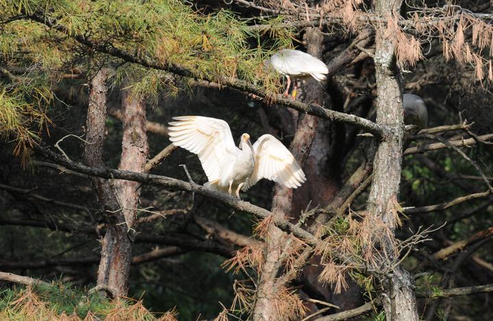 이소에 성공한 새끼 우포따오기. *재판매 및 DB 금지