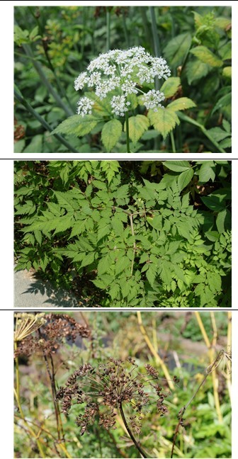 [대전=뉴시스] 강활의 꽃과 잎·줄기 열매의 모습. *재판매 및 DB 금지