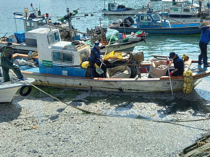 [창원=뉴시스] 지난해 10월&nbsp; 마산만 일대에서 빈산소수괴(산소부족 물덩어리)로 인해 집단폐사한 정어리떼를 시청 공무원과 어민들이&nbsp; 수거하고 있다. *재판매 및 DB 금지