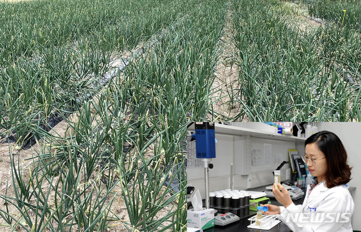 [나주=뉴시스] 전남농업기숭원 연구원이 양파 성분을 분석하고 있다. (사진=전남농기원 제공) 2023.05.30. photo@newsis.com