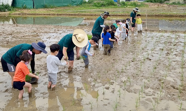 [곡성=뉴시스] 전남 곡성군미래교육재단 벼 생태체험 프로그램 운영. (사진=곡성군청 제공). photo@newsis.com *재판매 및 DB 금지