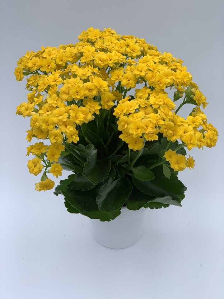 칼랑코에 옐로우틴(사진=경기도농업기술원 제공) *재판매 및 DB 금지