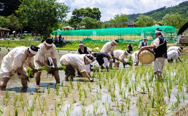 [증평=뉴시스] 증평들노래축제 손모내기. (사진=증평군 제공) photo@newsis.com *재판매 및 DB 금지