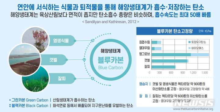 [서울=뉴시스] 블루카본의 탄소흡수 효과.