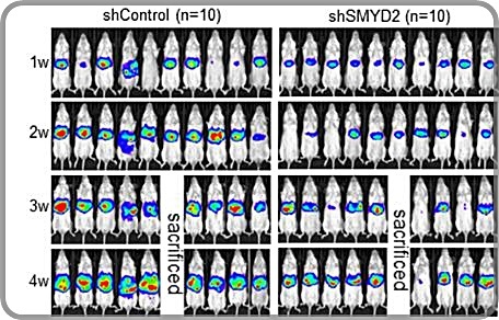 [대전=뉴시스] SMYD2 단백질에 의한 폐암 전이 기전 동물실험 결과. 마우스 동물모델을 이용해 4주간 SMYD2의 발현을 억제해 폐암의 전이성을 확인한 결과, SMYD2의 발현을 억제한 폐암에 걸린 마우스가 억제하지 않은 폐암 마우스보다 전이가 감소하는게 확인됐다. *재판매 및 DB 금지