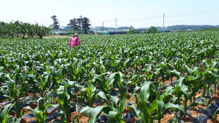 옥수수재배지 열대거세미나방 예찰 조사 모습.(사진=농촌진흥청) *재판매 및 DB 금지