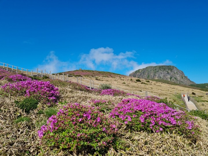 [제주=뉴시스] 오영재 기자 = 31일 제주 한라산 선작지왓에 철쭉이 만발했다. (사진=제주지방기상청 제공) 2023.05.31. photo@newsis.com *재판매 및 DB 금지