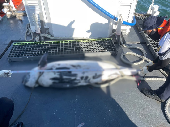 31일 여수시 오동도 방파제서 발견된 상괭이 사체를 여수해경이 살펴보고 있다. 해양환경인명구조단 제공 *재판매 및 DB 금지