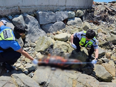 31일 여수시 횡간도 해안에서 발견된 상괭이 사체를 여수해경이 살펴보고 있다. 해양환경인명구조단 제공 *재판매 및 DB 금지