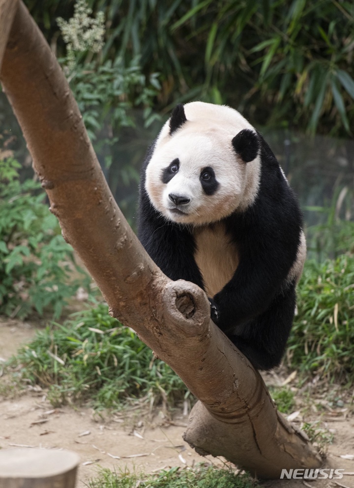 &nbsp; 아기판다 푸바오