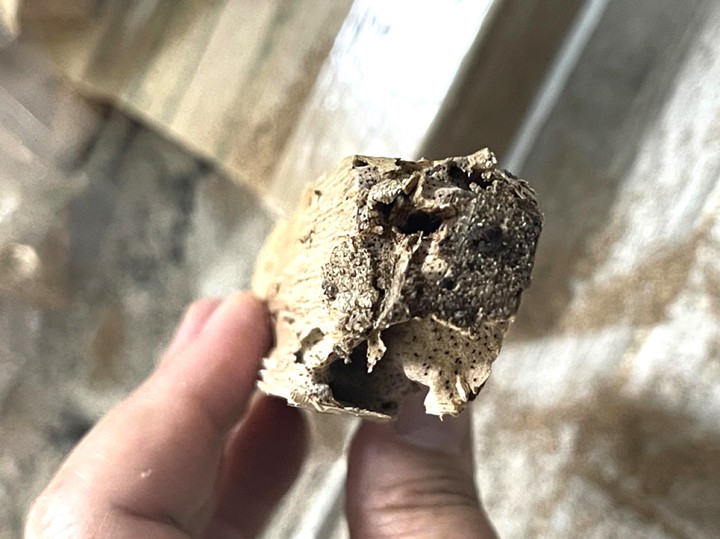 건재흰개미가 나온 현장 모습. *재판매 및 DB 금지