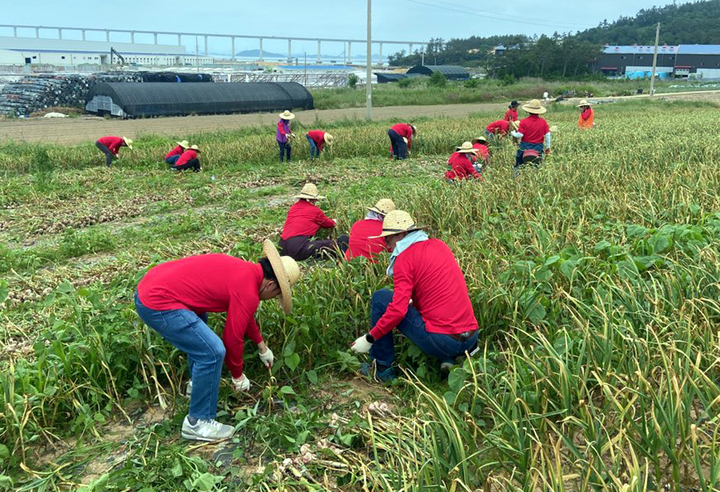 [목포=뉴시스] 농촌일손돕기. *재판매 및 DB 금지