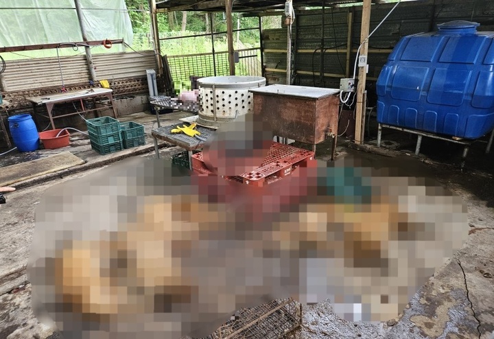 개 도살 불법행위 현장. (사진=경기도 제공) *재판매 및 DB 금지