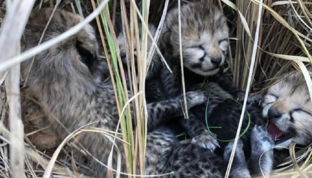 [서울=뉴시스] 지난달 25일(현지시간) 미국 CNN 등은 인도에서 치타 재번식을 위해 노력한 결과로 올해 초 태어난 치타 세 마리가 이상기온으로 사망했다고 보도했다. (사진=트위터 갈무리) 2023.06.01. *재판매 및 DB 금지