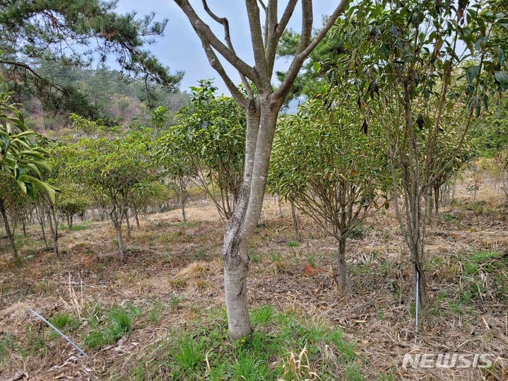 지리적표시품으로 등록된 해남황칠나무. (사진=전남도 제공)