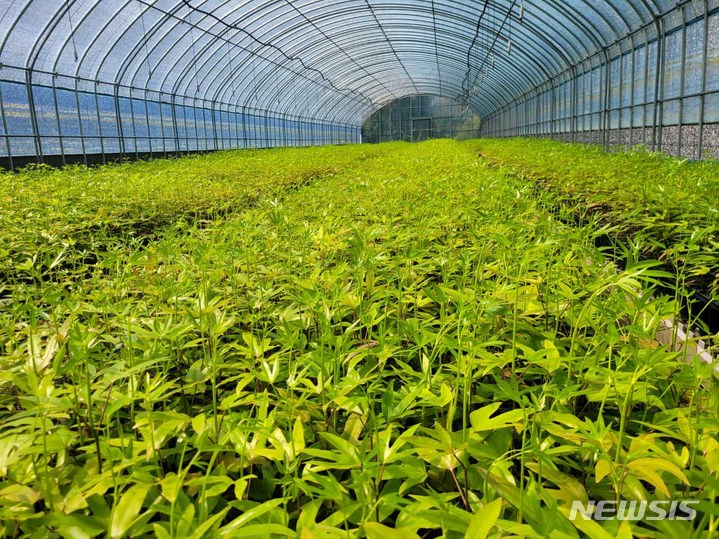 지리적표시품으로 등록된 해남황칠나무. (사진=전남도 제공)