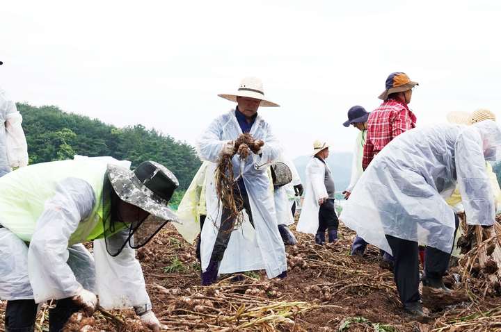 [창녕=뉴시스] 안지율 기자 = 성낙인 경남 창녕군수가 1일 마늘 수확 일손을 돕고 있다. 2023.06.02. photo@newsis.com&nbsp; *재판매 및 DB 금지