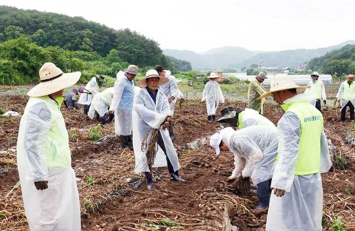 [창녕=뉴시스] 안지율 기자 = 성낙인 경남 창녕군수가 1일 군청 직원등과 함께 관내 마늘 적기 수확에 어려움을 겪는 농가를 방문해 마늘 수확 농촌 일손 돕기를 하고 있다. (사진=창녕군 제공) 2023.06.02. photo@newsis.com&nbsp; *재판매 및 DB 금지