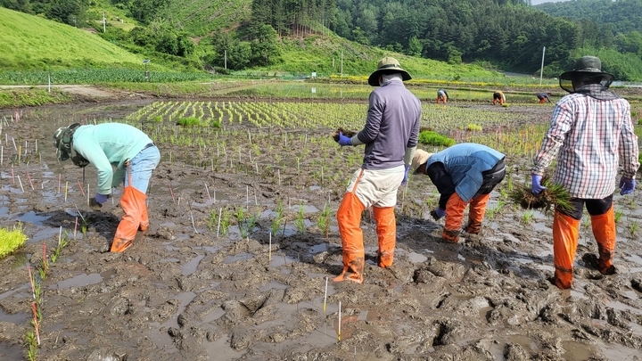 [괴산=뉴시스] 논그림 연출 모내기&nbsp; *재판매 및 DB 금지