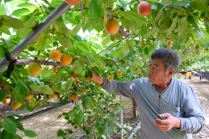 [영동=뉴시스] 안성수 기자 = 2일 영동군 심천면의 한 비닐하우스에서 한차우(65)씨가 신품종 '플럼코트' 수확을 하고 있다. ‘플럼코트’는 자두를 의미하는 플럼(Plum)과 살구를 뜻하는 애프리코트(Apricot)의 합성어로 살구와 자두의 단점을 보완하고 장점을 극대화한 품종이다. 비타민 A, C 다량 함유에 안토시아닌 등 항산화 물질도 다른 과일에 비해 풍부하다. (사진=영동군 제공) 2023.6.2. photo@newsis.com *재판매 및 DB 금지