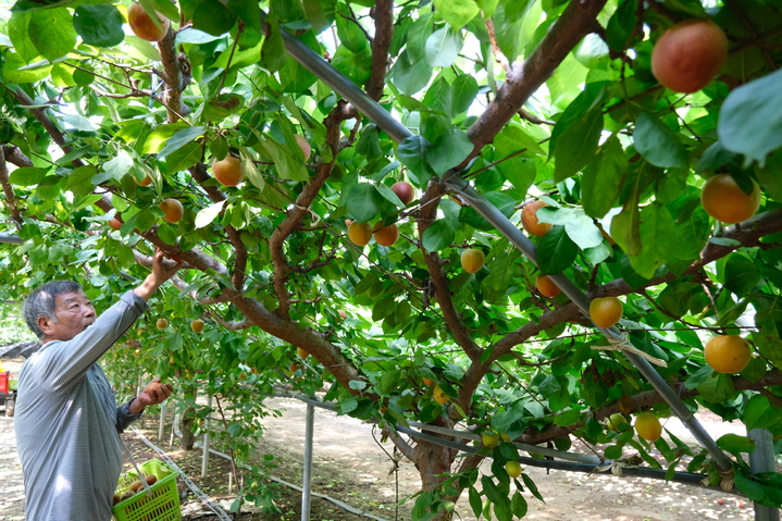 [영동=뉴시스] 안성수 기자 = 2일 영동군 심천면의 한 비닐하우스에서 한차우(65)씨가 신품종 '플럼코트' 수확을 하고 있다. ‘플럼코트’는 자두를 의미하는 플럼(Plum)과 살구를 뜻하는 애프리코트(Apricot)의 합성어로 살구와 자두의 단점을 보완하고 장점을 극대화한 품종이다. 비타민 A, C 다량 함유에 안토시아닌 등 항산화 물질도 다른 과일에 비해 풍부하다. (사진=영동군 제공) 2023.6.2. photo@newsis.com *재판매 및 DB 금지