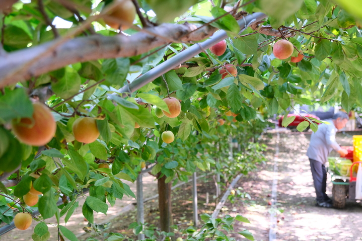 [영동=뉴시스] 안성수 기자 = 2일 영동군 심천면의 한 비닐하우스에서 한차우(65)씨가 신품종 '플럼코트' 수확을 하고 있다. ‘플럼코트’는 자두를 의미하는 플럼(Plum)과 살구를 뜻하는 애프리코트(Apricot)의 합성어로 살구와 자두의 단점을 보완하고 장점을 극대화한 품종이다. 비타민 A, C 다량 함유에 안토시아닌 등 항산화 물질도 다른 과일에 비해 풍부하다. (사진=영동군 제공) 2023.6.2. photo@newsis.com *재판매 및 DB 금지